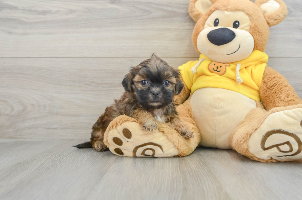 5 week old Teddy Bear Puppy For Sale - Puppy Love PR