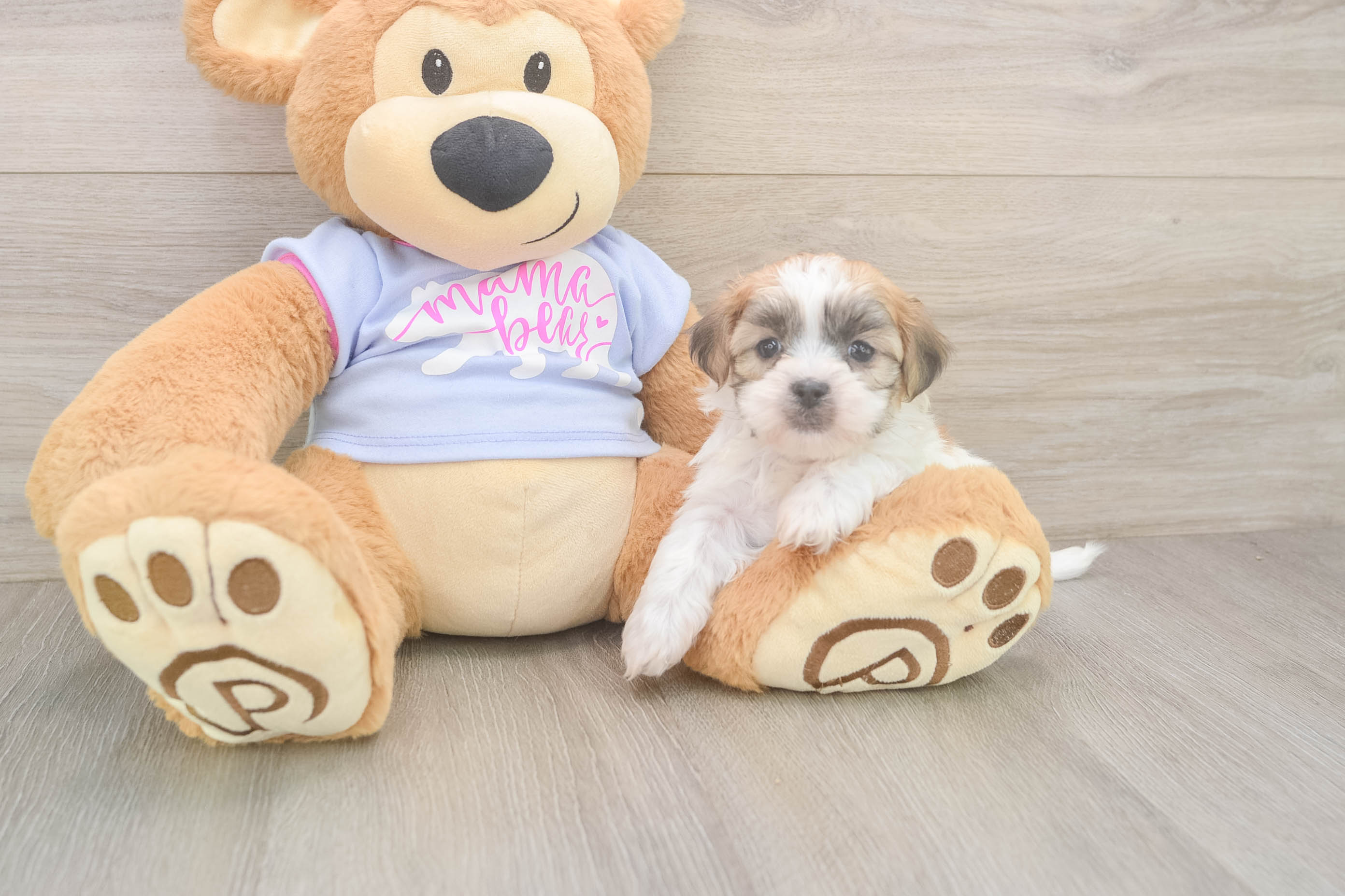 Happy Teddy Bear Baby