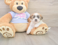 8 week old Teddy Bear Puppy For Sale - Puppy Love PR