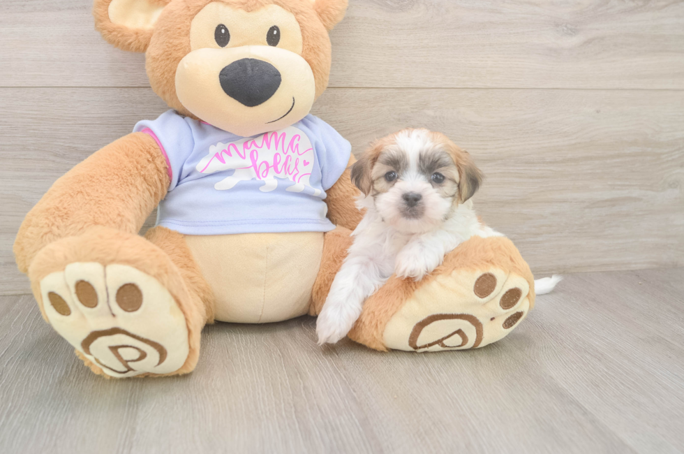 7 week old Teddy Bear Puppy For Sale - Puppy Love PR