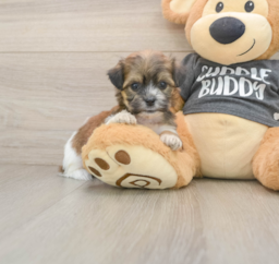 8 week old Teddy Bear Puppy For Sale - Puppy Love PR