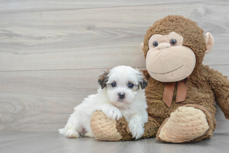 Fluffy Teddy Bear Designer Pup