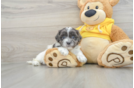 Smart Teddy Bear Designer Pup