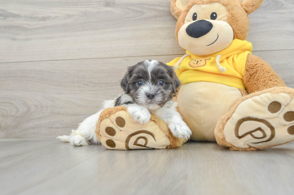 5 week old Teddy Bear Puppy For Sale - Puppy Love PR