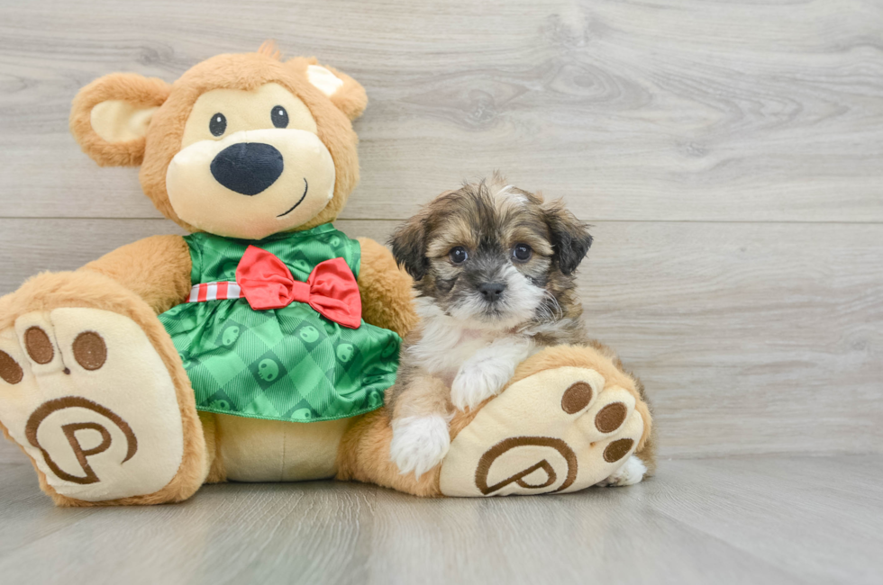 6 week old Teddy Bear Puppy For Sale - Puppy Love PR