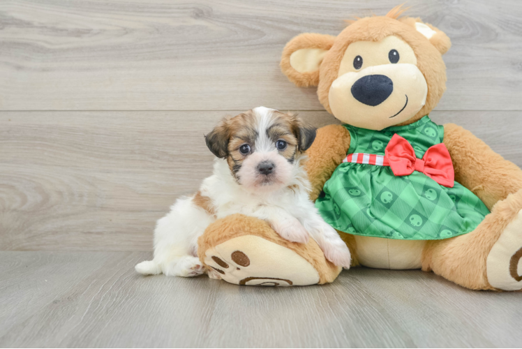Meet Bruno - our Teddy Bear Puppy Photo 1/3 - Puppy Love PR Teddy Bear Puppy for Adoption