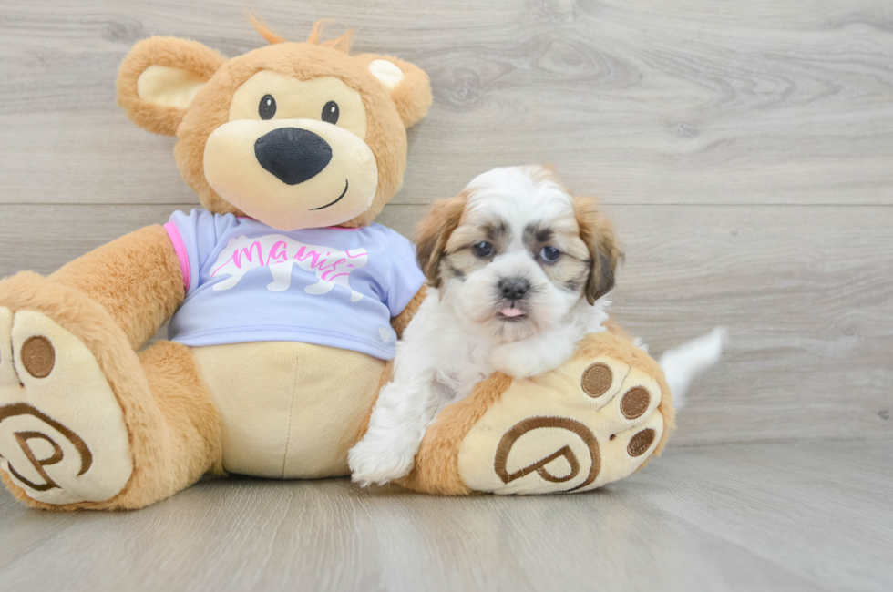 7 week old Teddy Bear Puppy For Sale - Puppy Love PR