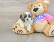 6 week old Teddy Bear Puppy For Sale - Puppy Love PR