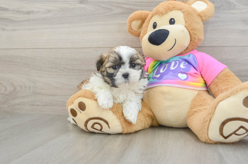 6 week old Teddy Bear Puppy For Sale - Puppy Love PR