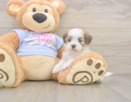 7 week old Teddy Bear Puppy For Sale - Puppy Love PR