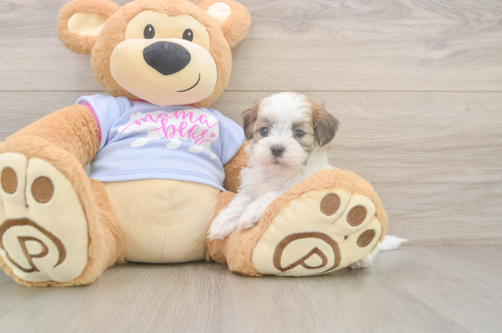 7 week old Teddy Bear Puppy For Sale - Puppy Love PR