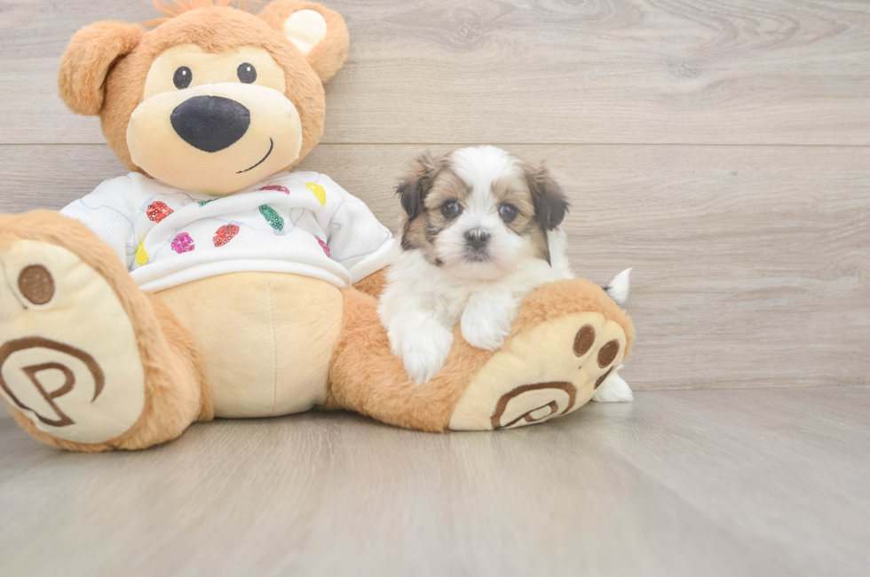 5 week old Teddy Bear Puppy For Sale - Puppy Love PR