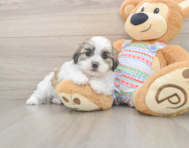 5 week old Teddy Bear Puppy For Sale - Puppy Love PR
