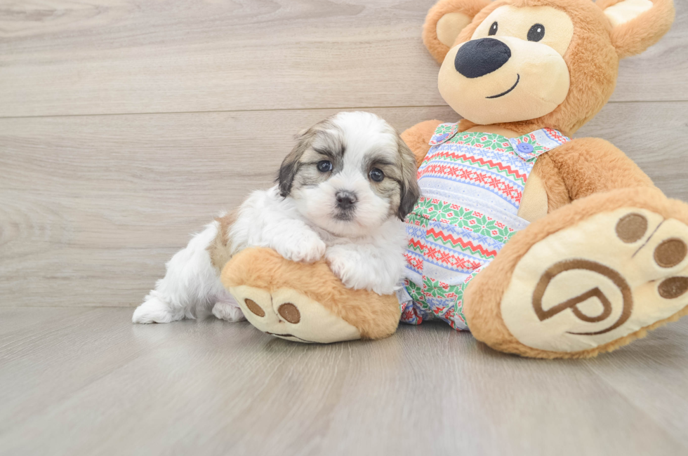 5 week old Teddy Bear Puppy For Sale - Puppy Love PR
