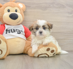 6 week old Teddy Bear Puppy For Sale - Puppy Love PR