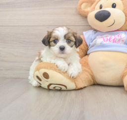 6 week old Teddy Bear Puppy For Sale - Puppy Love PR