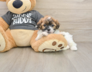 7 week old Teddy Bear Puppy For Sale - Puppy Love PR