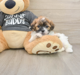 7 week old Teddy Bear Puppy For Sale - Puppy Love PR