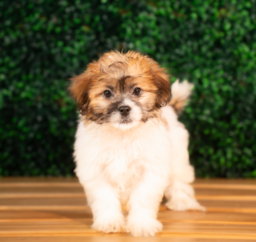 10 week old Teddy Bear Puppy For Sale - Puppy Love PR