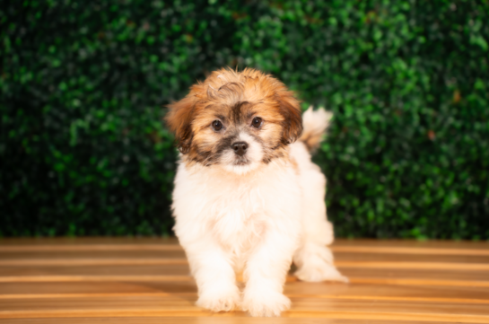 Cute Teddy Bear Designer Pup