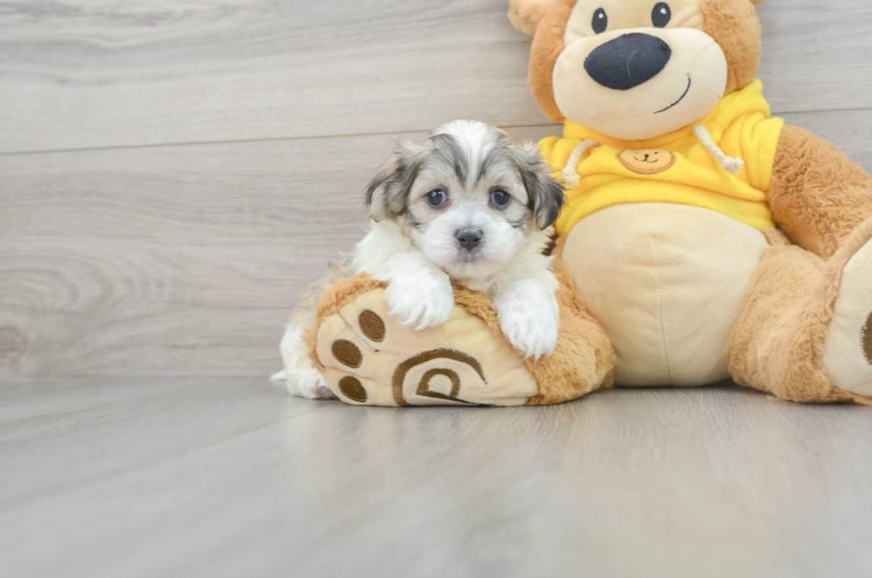 5 week old Teddy Bear Puppy For Sale - Puppy Love PR