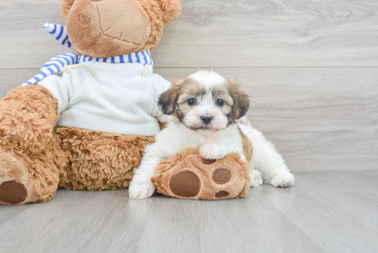 Meet Brutus - our Teddy Bear Puppy Photo 1/3 - Puppy Love PR Cute Teddy Bear Baby