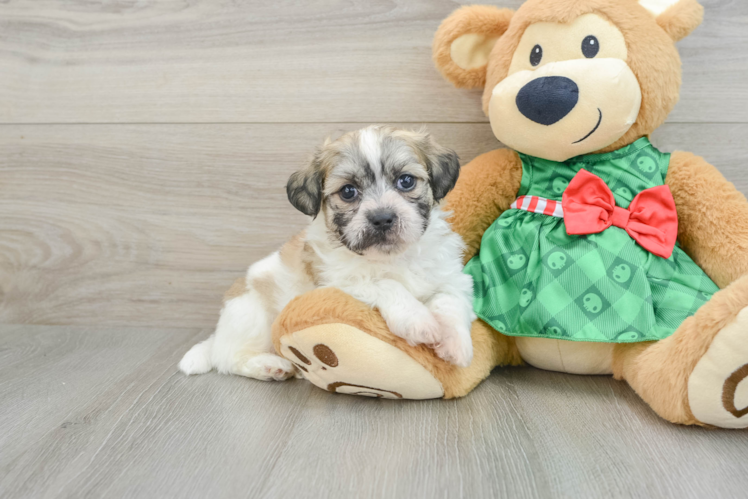 Meet Brutus - our Teddy Bear Puppy Photo 1/3 - Puppy Love PR Playful Shichon Designer Puppy
