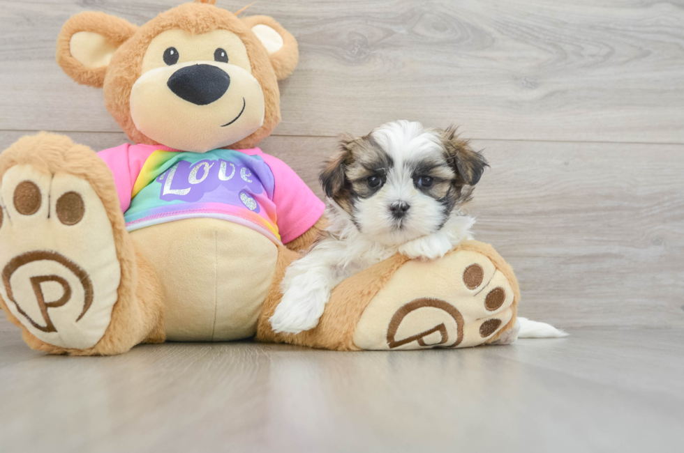 6 week old Teddy Bear Puppy For Sale - Puppy Love PR