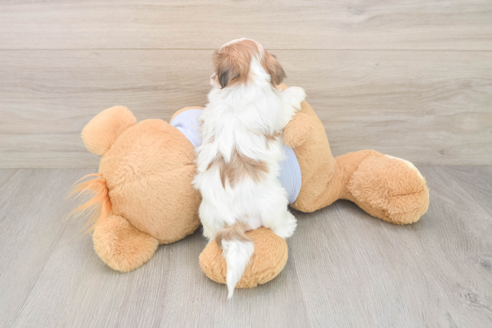 Best Teddy Bear Baby