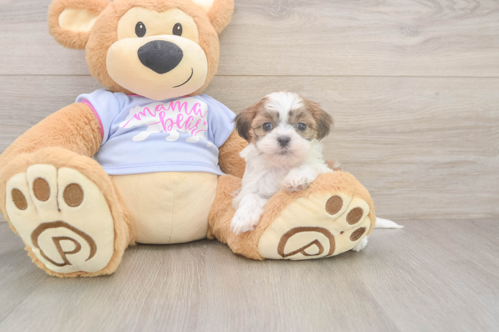 Best Teddy Bear Baby