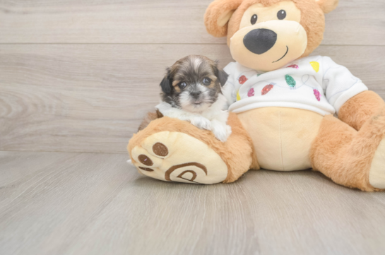 Adorable Shit Designer Puppy