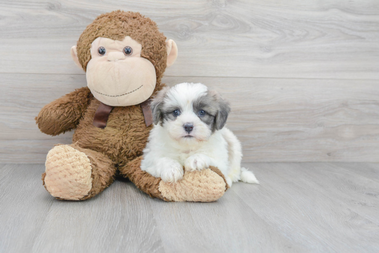 Meet Brutus - our Teddy Bear Puppy Photo 1/3 - Puppy Love PR Cute Teddy Bear Baby