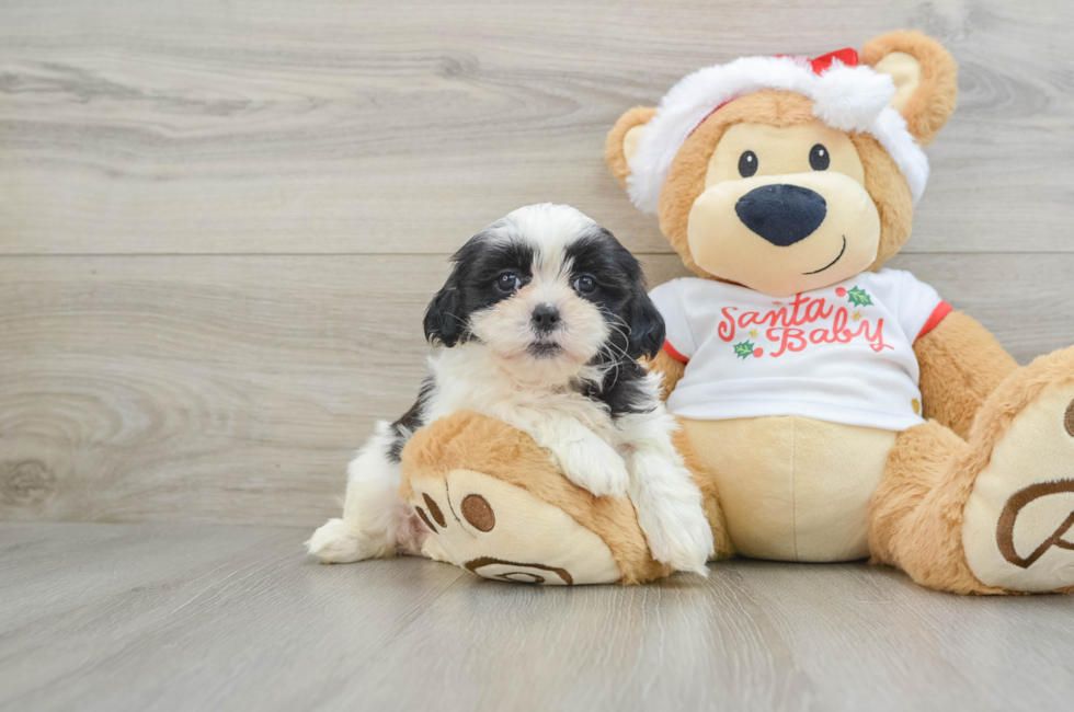 6 week old Teddy Bear Puppy For Sale - Puppy Love PR