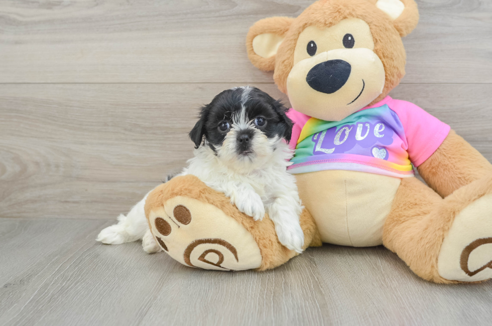 6 week old Teddy Bear Puppy For Sale - Puppy Love PR