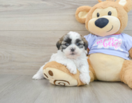 6 week old Teddy Bear Puppy For Sale - Puppy Love PR