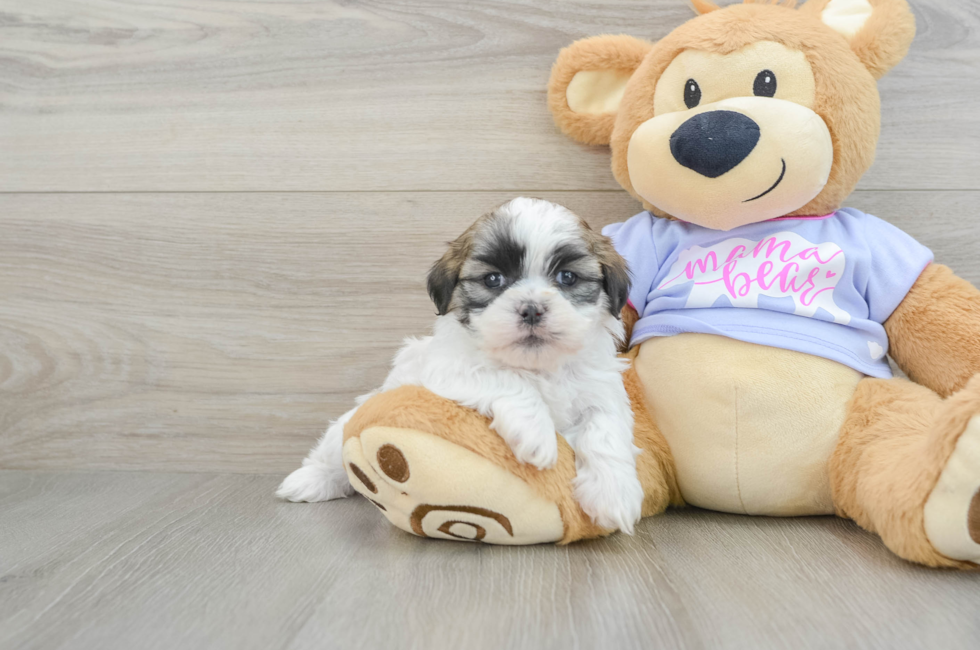 6 week old Teddy Bear Puppy For Sale - Puppy Love PR