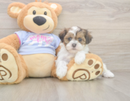 7 week old Teddy Bear Puppy For Sale - Puppy Love PR