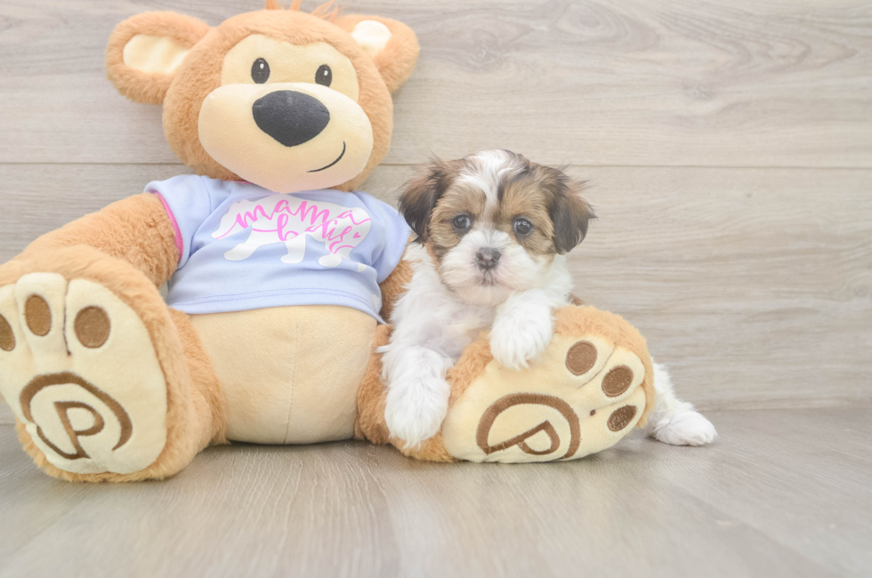 6 week old Teddy Bear Puppy For Sale - Puppy Love PR