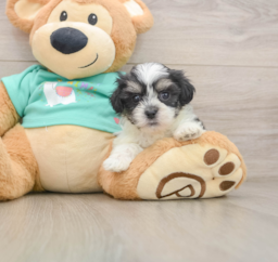 8 week old Teddy Bear Puppy For Sale - Puppy Love PR