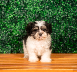 9 week old Teddy Bear Puppy For Sale - Puppy Love PR