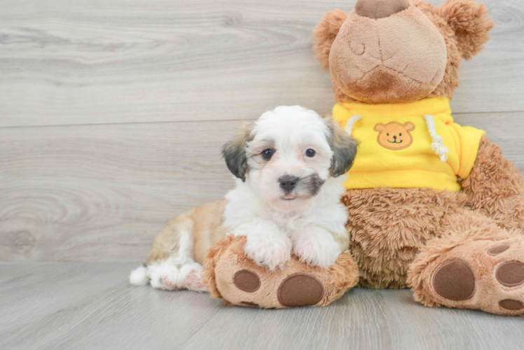 Meet Cassandra - our Teddy Bear Puppy Photo 1/3 - Puppy Love PR Best Teddy Bear Baby