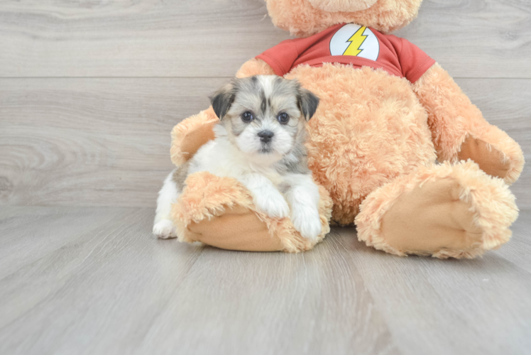 Best Teddy Bear Baby