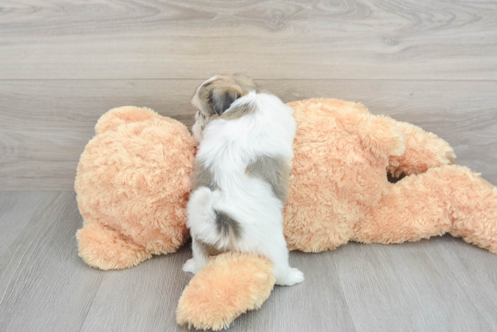 Funny Teddy Bear Designer Pup