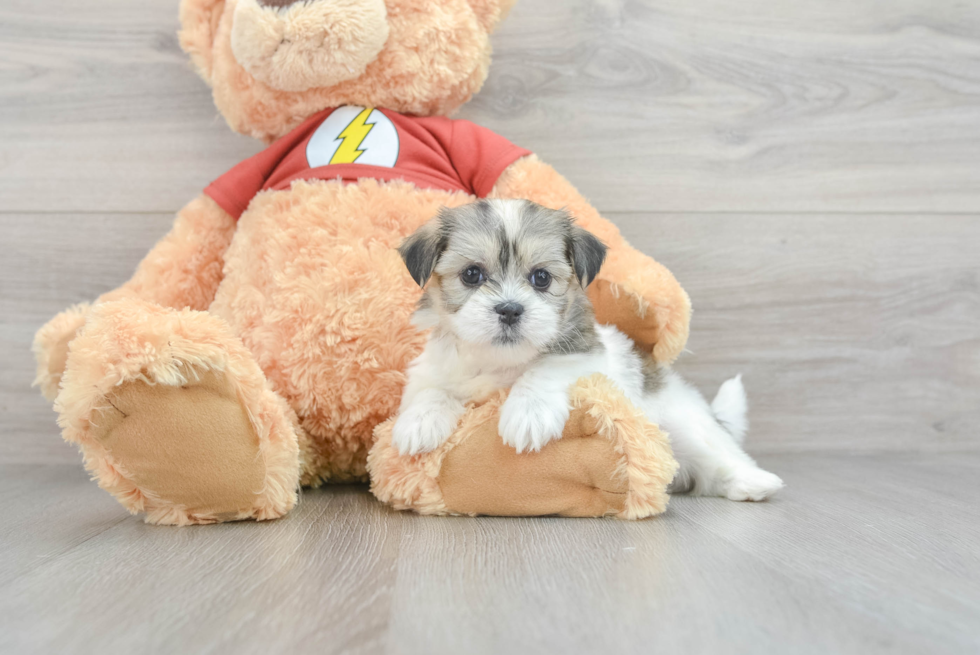 Best Teddy Bear Baby