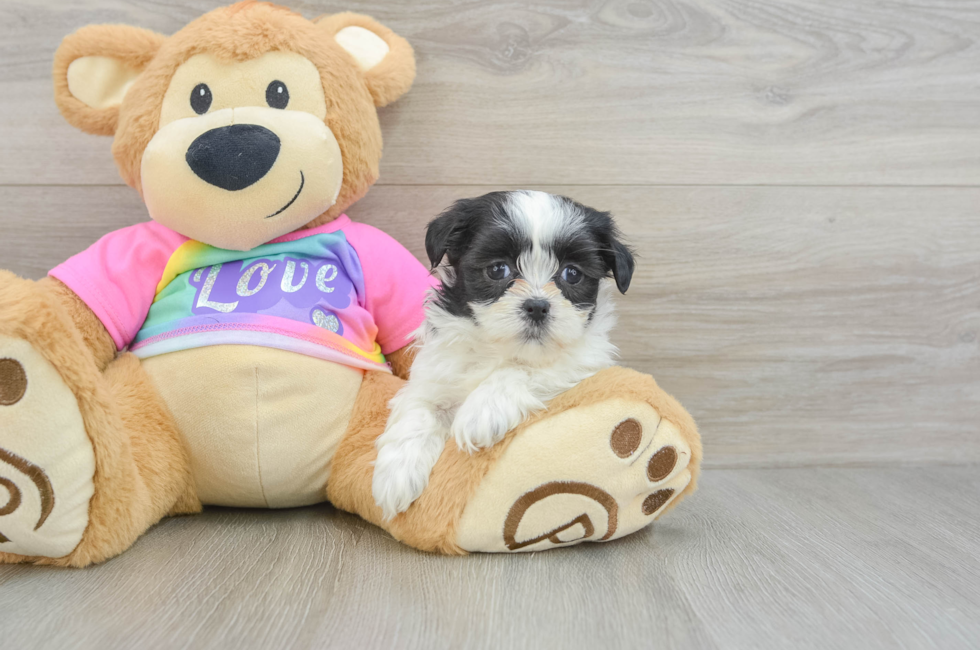 6 week old Teddy Bear Puppy For Sale - Puppy Love PR