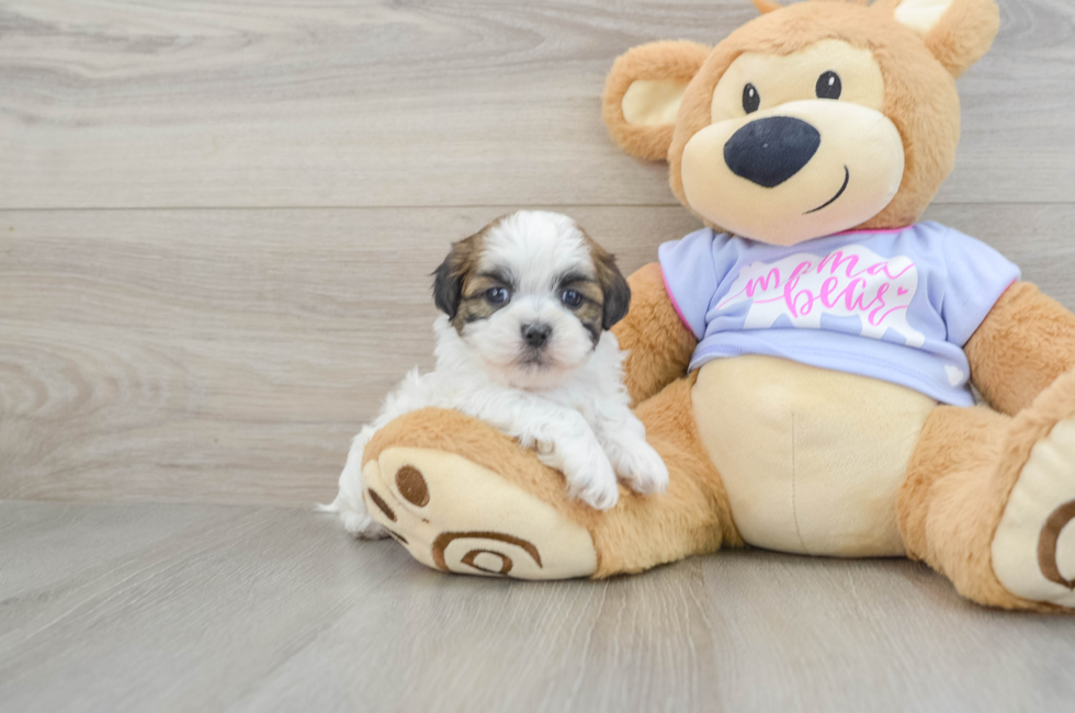 6 week old Teddy Bear Puppy For Sale - Puppy Love PR