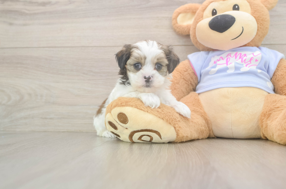 6 week old Teddy Bear Puppy For Sale - Puppy Love PR