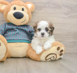 7 week old Teddy Bear Puppy For Sale - Puppy Love PR