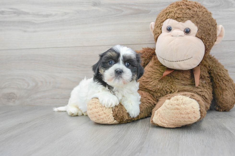 9 week old Teddy Bear Puppy For Sale - Puppy Love PR
