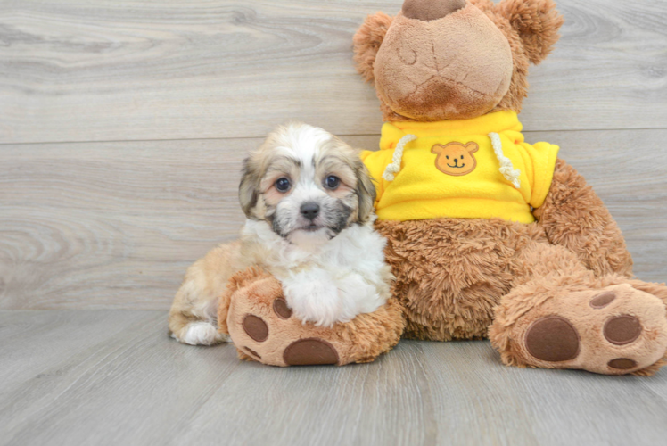 Meet Chadwick - our Teddy Bear Puppy Photo 1/3 - Puppy Love PR Teddy Bear Pup Being Cute